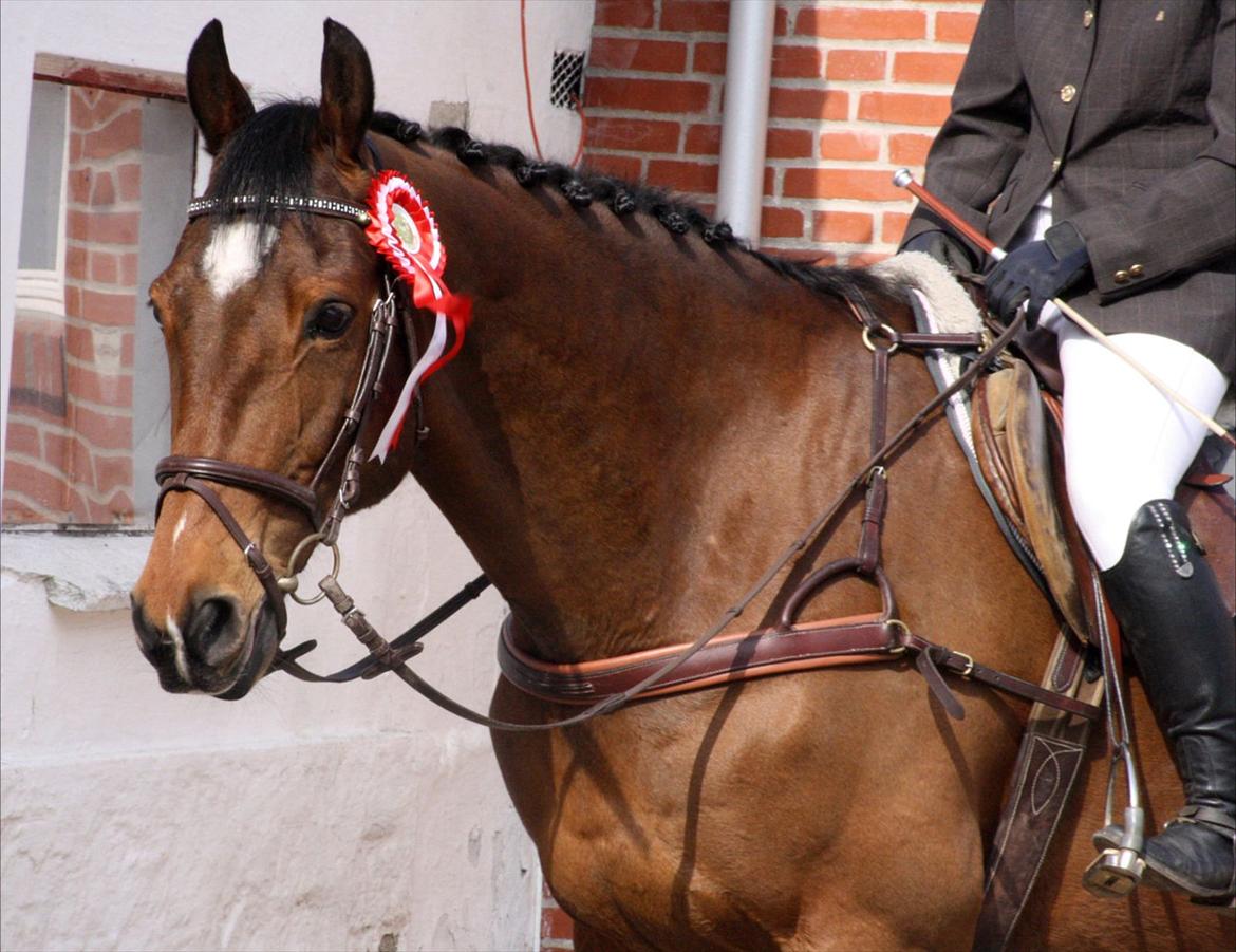 Anden særlig race Gypsy Bally - Lækre Gypsy<3.
// Med forrige låner, Diana Klein :)
 billede 15