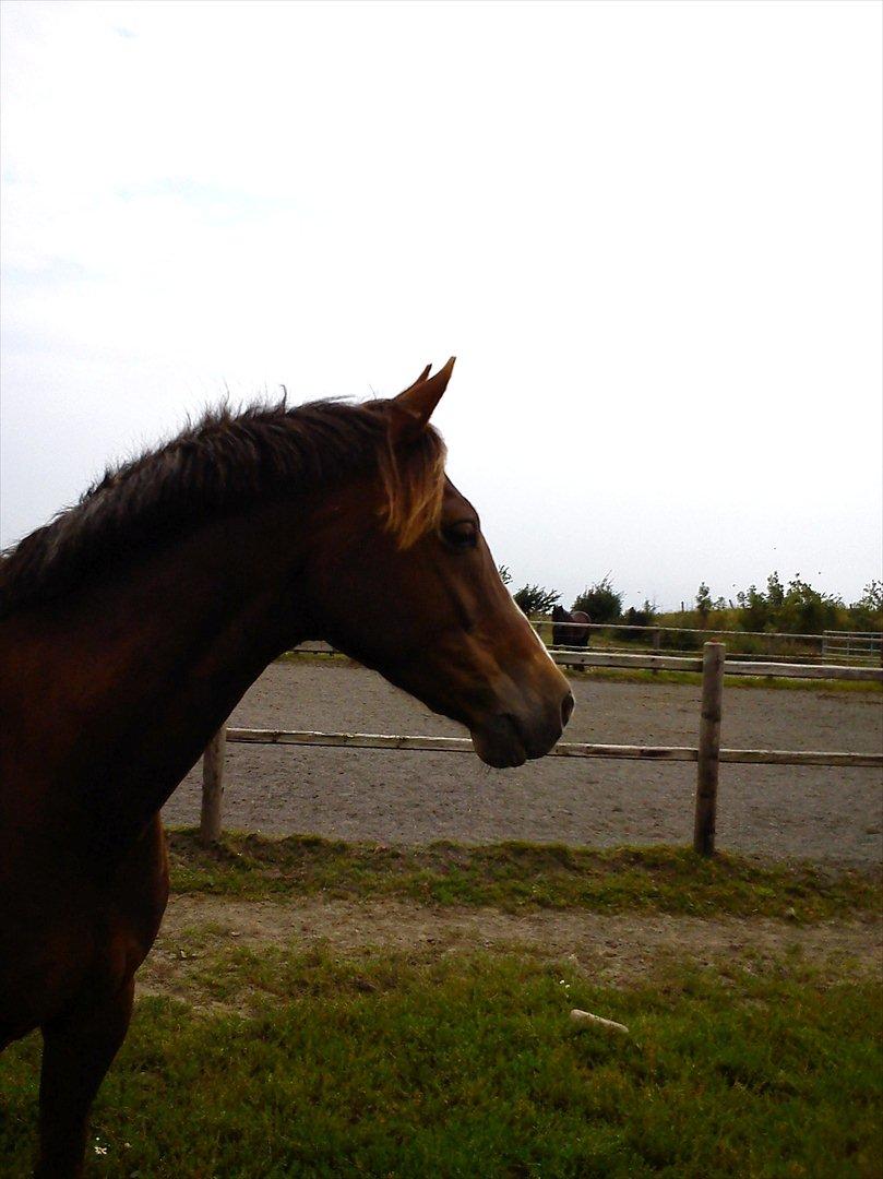 Welsh Cob (sec D) Mister Hougård B-PONY billede 18