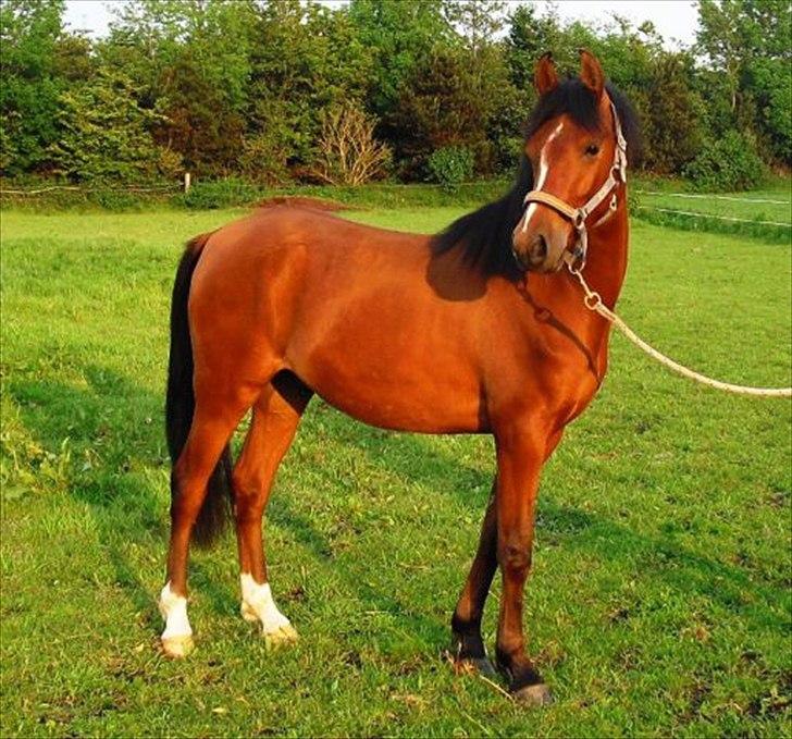 DSP Storgaards Amadeus - Velkommen til min profil :) billede 2