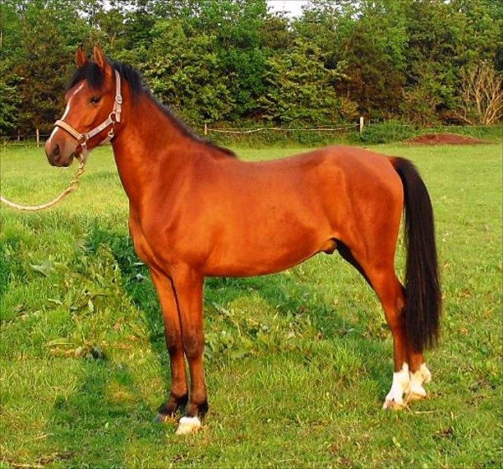 DSP Storgaards Amadeus - Lækker dreng <3 billede 3