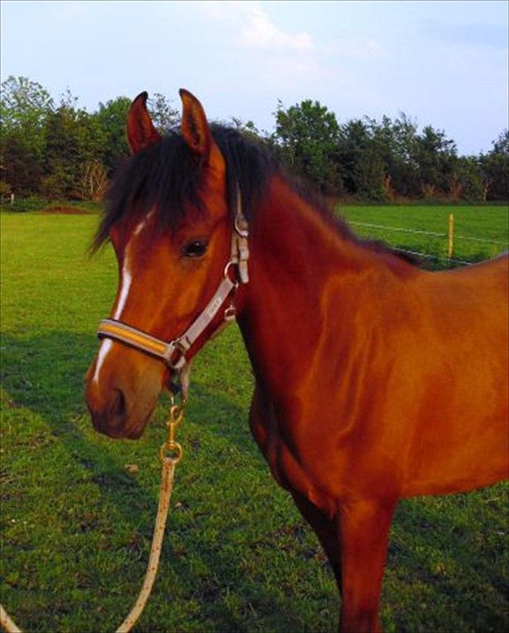 DSP Storgaards Amadeus billede 4