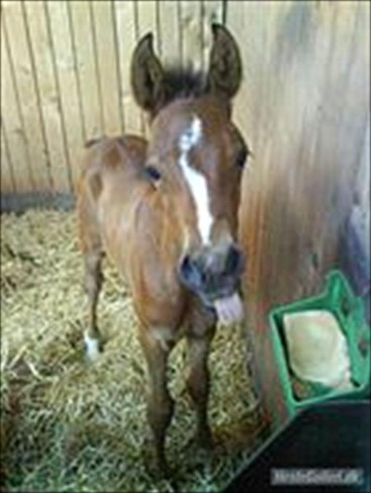 DSP Storgaards Amadeus - Amadeus da han var føl :) billede 5