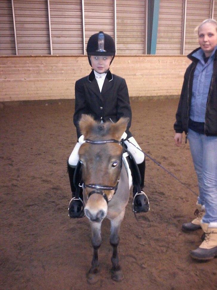 Shetlænder Felix (solgt) - Deres første dressur stævne. De var bare så gode begge to. billede 4