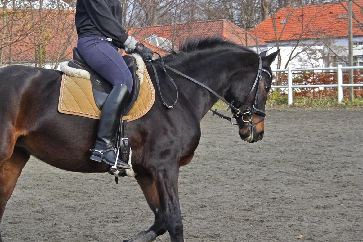 Mecklenburger Sajomara "Joma" billede 10