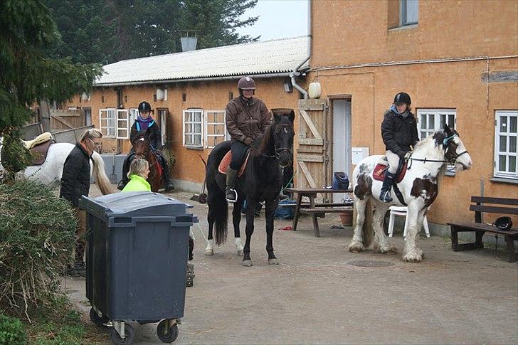 Irish Cob Billy the kid :) billede 13