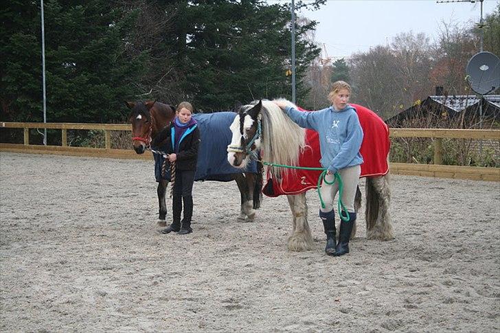 Irish Cob Billy the kid :) billede 14