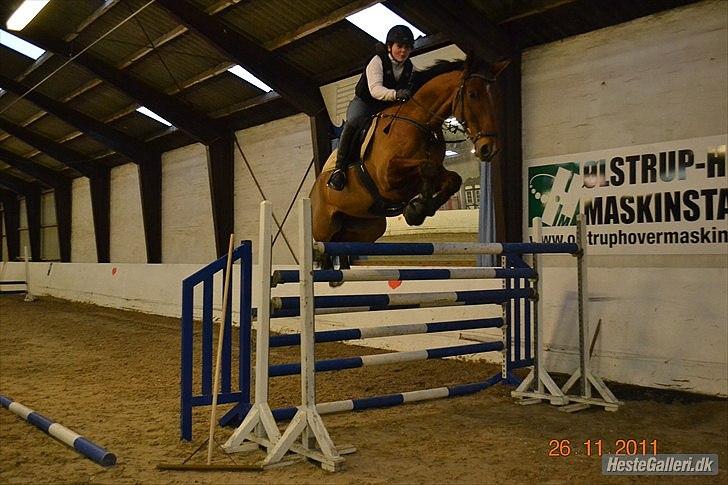 Dansk Varmblod Futura Light billede 3