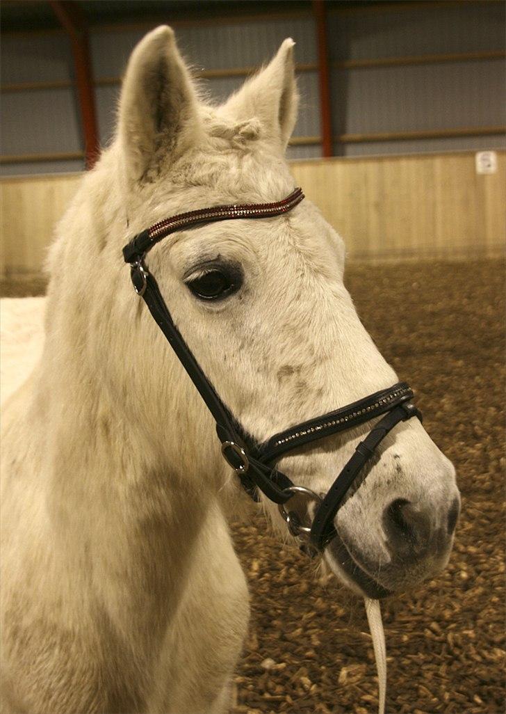 Anden særlig race Vanaheims Sølva billede 2