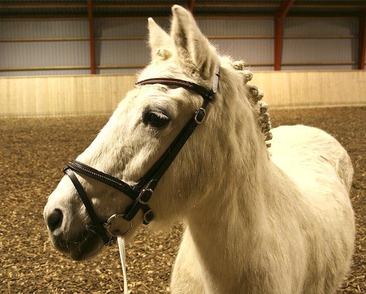 Anden særlig race Vanaheims Sølva billede 3