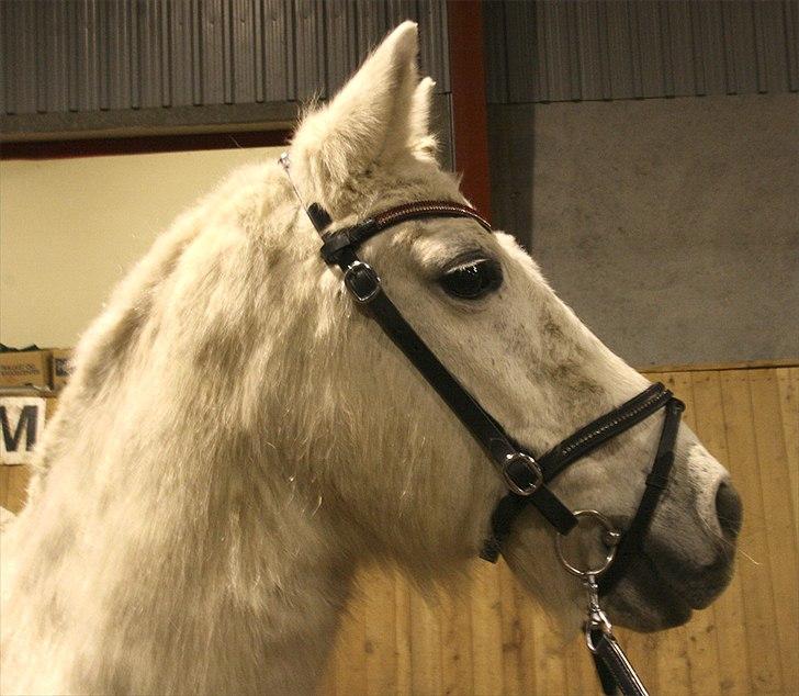 Anden særlig race Vanaheims Sølva billede 4