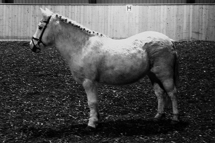 Anden særlig race Vanaheims Sølva billede 5