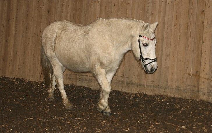 Anden særlig race Vanaheims Sølva billede 6