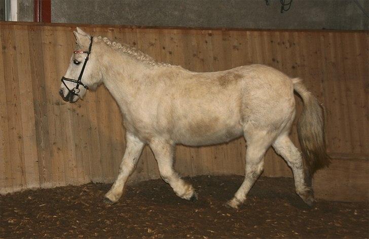 Anden særlig race Vanaheims Sølva billede 7