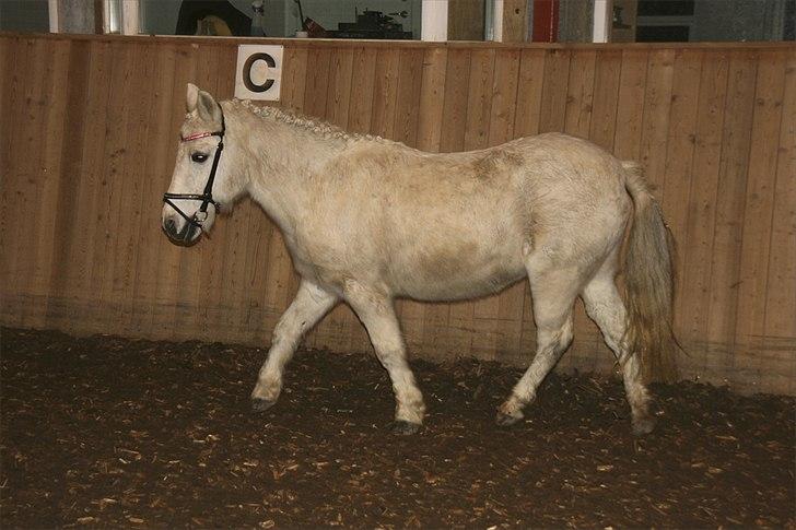 Anden særlig race Vanaheims Sølva billede 8