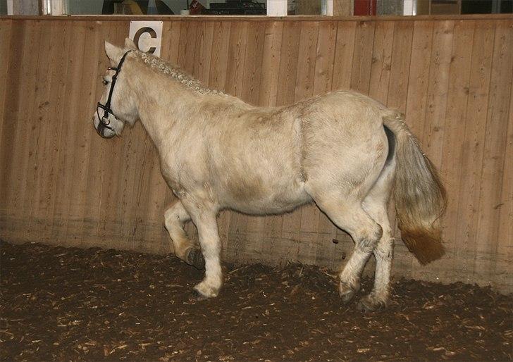 Anden særlig race Vanaheims Sølva billede 9