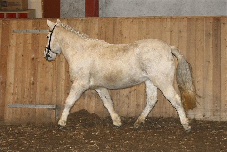 Anden særlig race Vanaheims Sølva billede 10