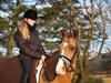Tysk Sportspony Magic`s red diamond de luxe