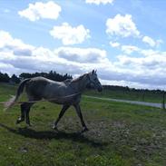 Dansk Varmblod grimson (den smukke)