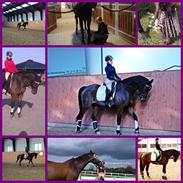 Dansk Varmblod Lipton