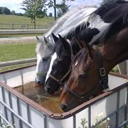 Dansk Varmblod Lipton