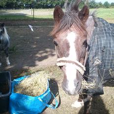 Anden særlig race Sheila *My Soulmate*