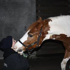 Pinto Saxo Højgård PIH 82