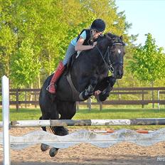 Welsh Cob (sec D) Fronerthig Inca B-pony SOLGT til Norge :'(