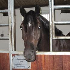 Welsh Cob (sec D) Fronerthig Inca B-pony SOLGT til Norge :'(