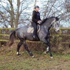 Dansk Varmblod Condoleezza H.