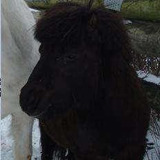 Shetlænder Kaio <3Himmelhest<3