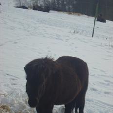 Shetlænder Kaio <3Himmelhest<3