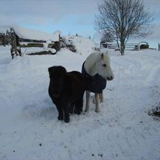 Shetlænder Kaio <3Himmelhest<3