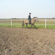 Islænder Freyja Fra Stenbjerg 