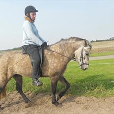 Islænder Freyja Fra Stenbjerg 