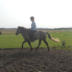 Islænder Freyja Fra Stenbjerg 