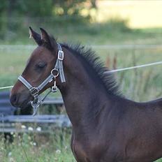 Anden særlig race Skonhøjs Noble Daisy