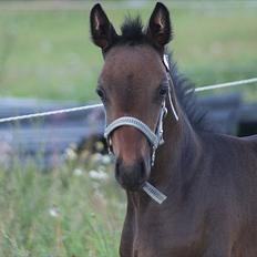 Anden særlig race Skonhøjs Noble Daisy