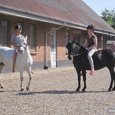 Welsh Pony (sec B) Papaya *R.I.P*