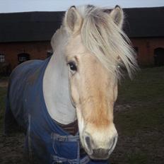 Fjordhest Leander