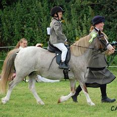 Welsh Mountain (sec A) Runshaw Ladi Lillith