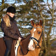 Tysk Sportspony Magic`s red diamond de luxe