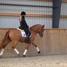 Tysk Sportspony Magic`s red diamond de luxe