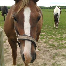 Anden særlig race Lucky SOLGT