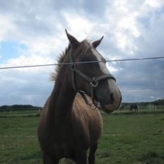 Anden særlig race Lucky SOLGT