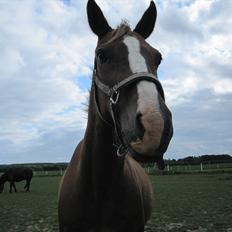 Anden særlig race Lucky SOLGT