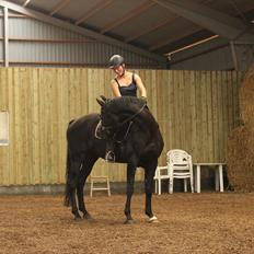 Dansk Varmblod Zoffia