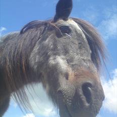 Shetlænder Bamse *R.I.P* 26/1 2012 :/