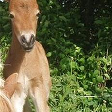 Anden særlig race Zeus
