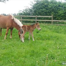 Anden særlig race Zeus