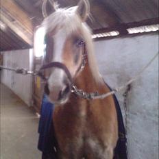 Haflinger PRINS - *SAVNET*
